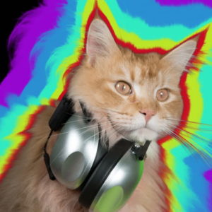 dj dance cat