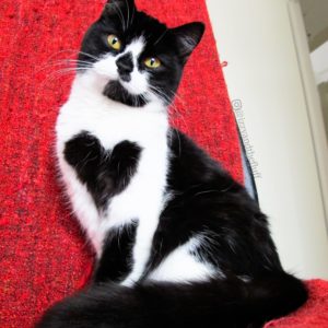 cat with heart pattern on fur