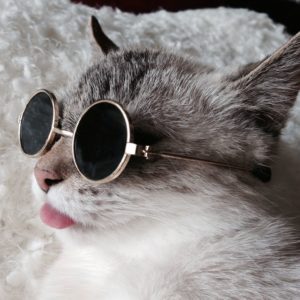 cat with dark sunglasses on