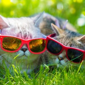 two cats with red sunglasses on