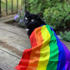 black cat with pride flag