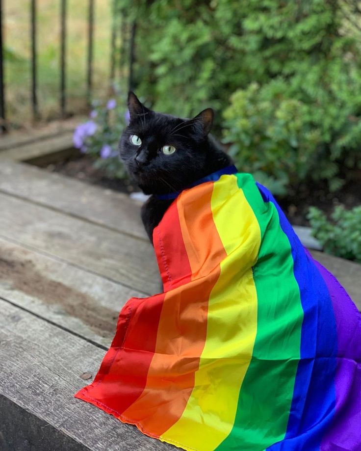 black cat with pride flag