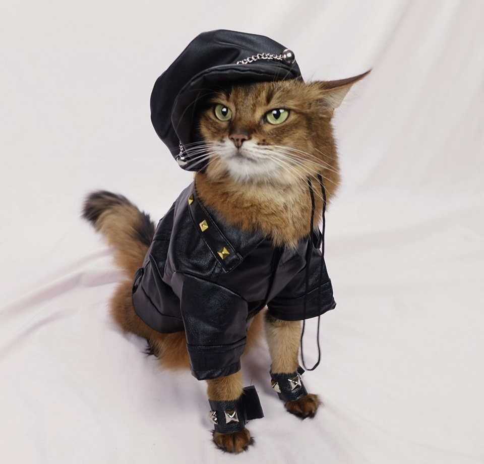 cat wearing leather jacket