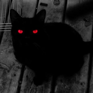 cat with red eyes