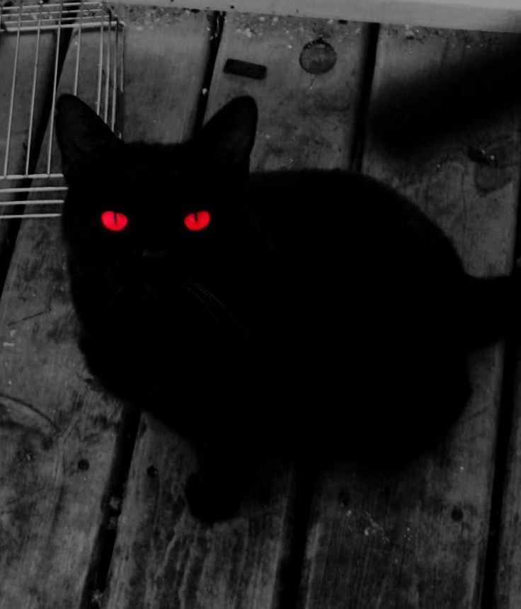 cat with red eyes