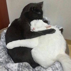 One black cat and one white cat snuggling together.